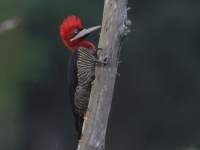 FL6A6972Robust_Woodpecker