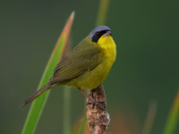 FL6A7057Southern_Yellowthroat