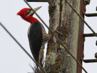 FL6A7087Robust_Woodpecker