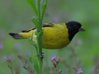 FL6A7187Hooded_Siskin