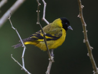 FL6A7198Hooded_Siskin