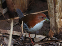FL6A7215Red_and_White_Crake