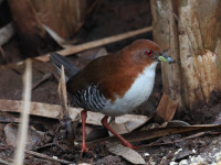 FL6A7247Red_and_White_Crake