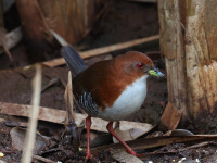 FL6A7266Red_and_White_Crake