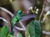 FL6A7369Glittering-bellied_Emerald
