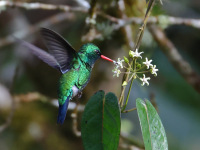 FL6A7402Glittering-bellied_Emerald