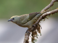 FL6A7412Palm_Tanager