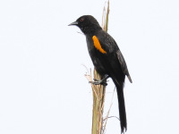 FL6A7509Variable_Oriole