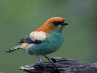 FL6A7553Chestnut-backed_Tanager