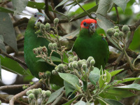 FL6A7563Pileated_Parrots