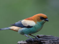 FL6A7578Chestnut-backed_Tanager