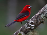 FL6A7604Brazilian_Tanager