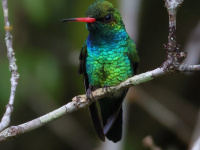 FL6A7630Glittering-Bellied_Emerald