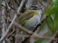 FL6A7657Chivi_Vireo