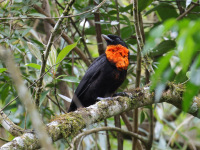 FL6A7671Red-ruffed_Fruitcrow