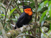 FL6A7680Red-ruffed_Fruitcrow