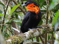 FL6A7698Red-ruffed_Fruitcrow