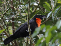FL6A7703Red-ruffed_Fruitcrow