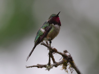 FL6A7718Amethyst_Woodstar