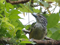 FL6A8018Spot-backed_Antshrike