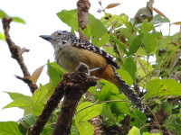FL6A8045Spot-backed_Antshrike