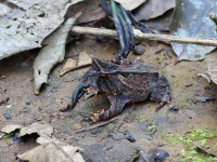FL6A8064Smooth-Horned_Frog