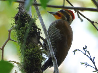 FL6A8191White-browed_Woodpecker