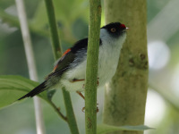 FL6A8372Pin-tailed_Manakin