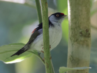 FL6A8412Pin-tailed_Manakin
