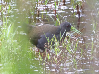 FL6A8488Blackish_Rail