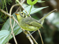 FL6A8515Oustalets_Tyrannulet