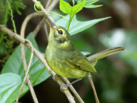 FL6A8525Oustalets_Tyrannulet