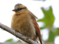 FL6A8528Buff-fronted_Foliage-Gleaner