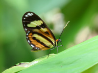 FL6A8563Lysimnia_Tigerwing