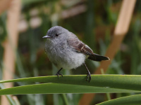 FL6A8660Sooty_Tyrannulet