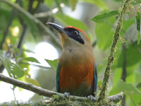 FL6A8661Rufous-capped_Motmot