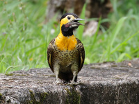 FL6A8816Campo_Flicker
