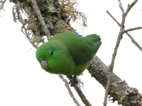 FL6A8847Cobalt-rumped_Parrotlet
