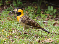 FL6A8866Campo_Flicker