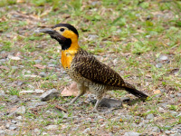 FL6A8870Campo_Flicker