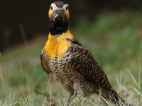 FL6A8894Campo_Flicker