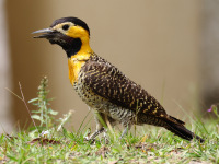 FL6A8914Campo_Flicker