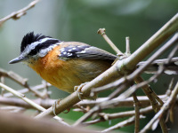 FL6A8953Bertonis_Antbird