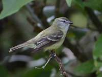FL6A8963Planalto_Tyrannulet