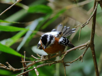 FL6A9017Bertonis_Antbird