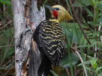 FL6A9036Blond-crested_Woodpecker