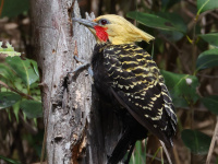 FL6A9084Blond-crested_Woodpecker