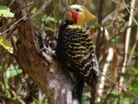FL6A9151Blond-crested_Woodpecker