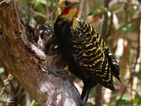FL6A9155Blond-crested_Woodpecker