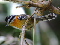 FL6A9158Bertonis_Antbird